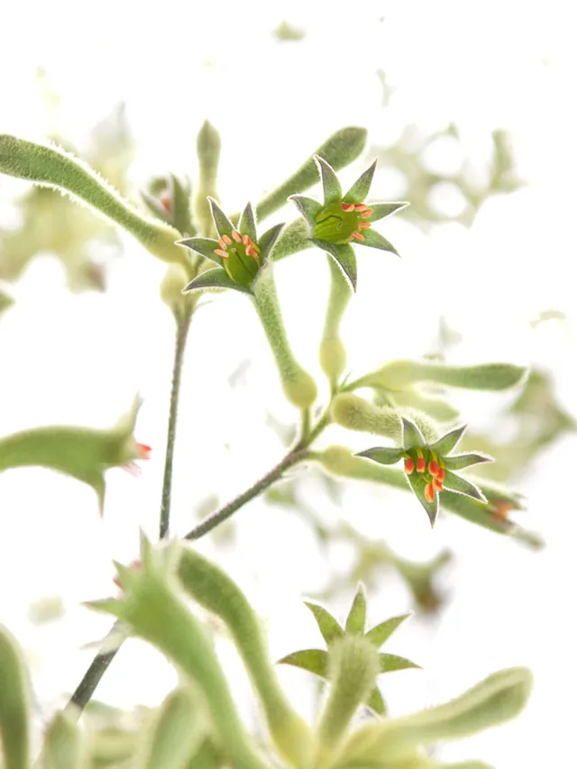 blumigo-blattwerk-k-ngurupfote-anigozanthos-schnittblume-gr-n image 1