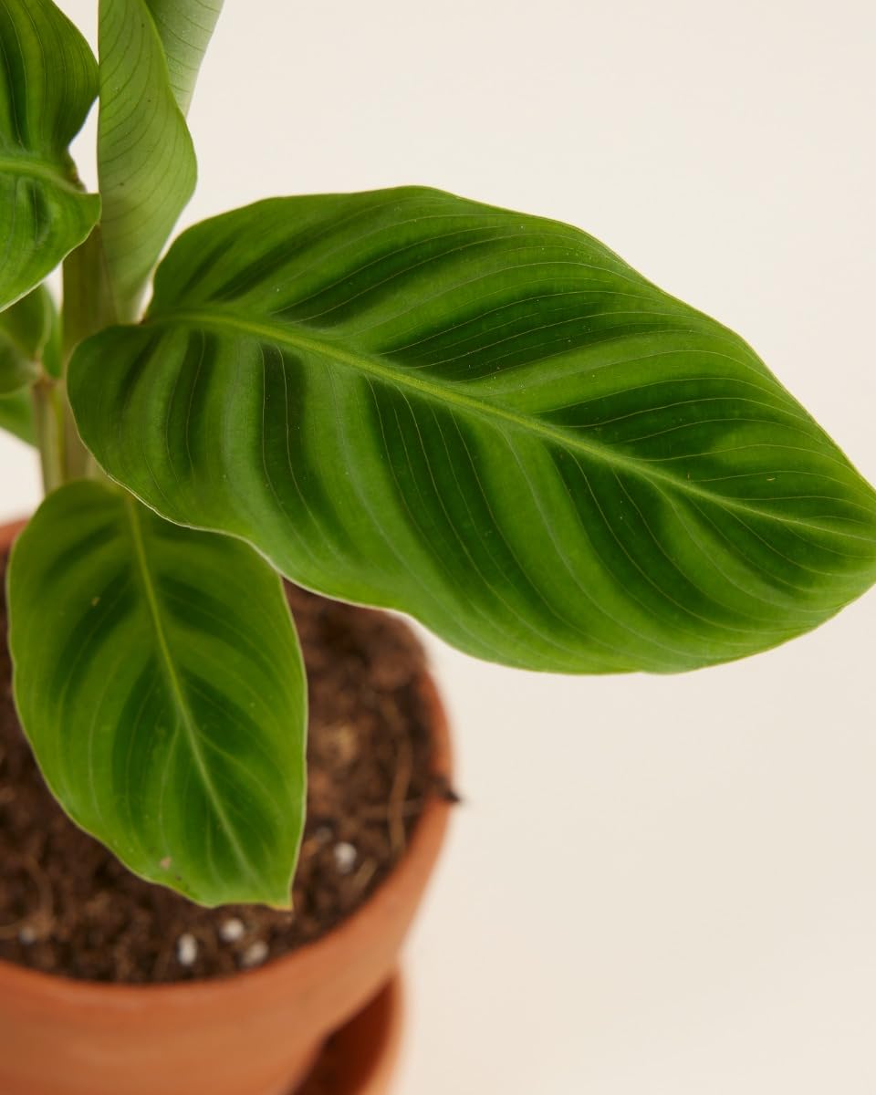 plnts-babyplnts-calathea-zebrina-zimmerpflanze-15-cm-gebetspflanze image 3