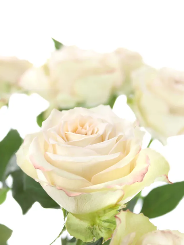 blumigo-rosen-hypnose-schnittblume-creme-rosa image 1