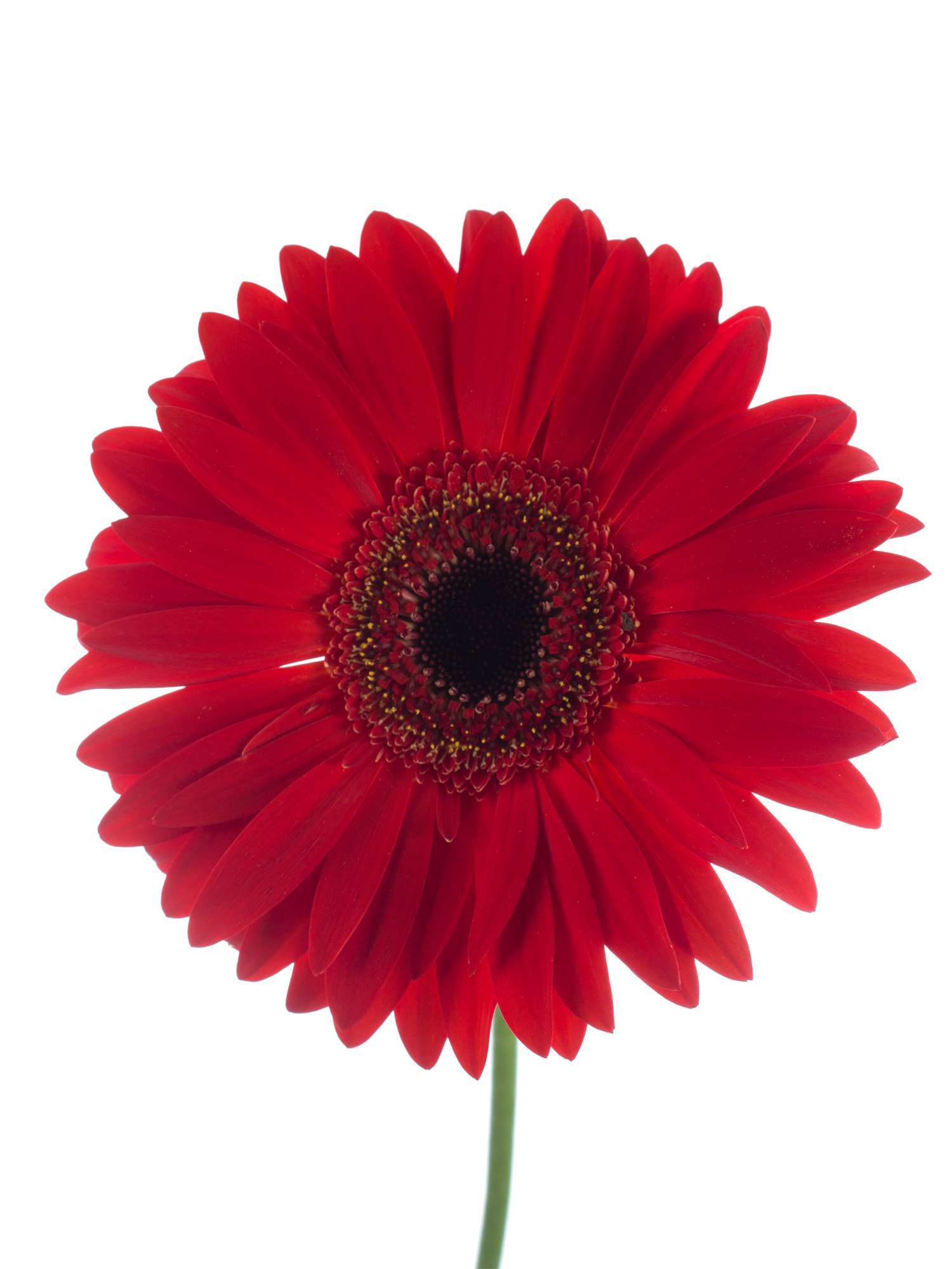 blumigo-gerbera-blinddate-rote-schnittblume-lang-haltbar image 1