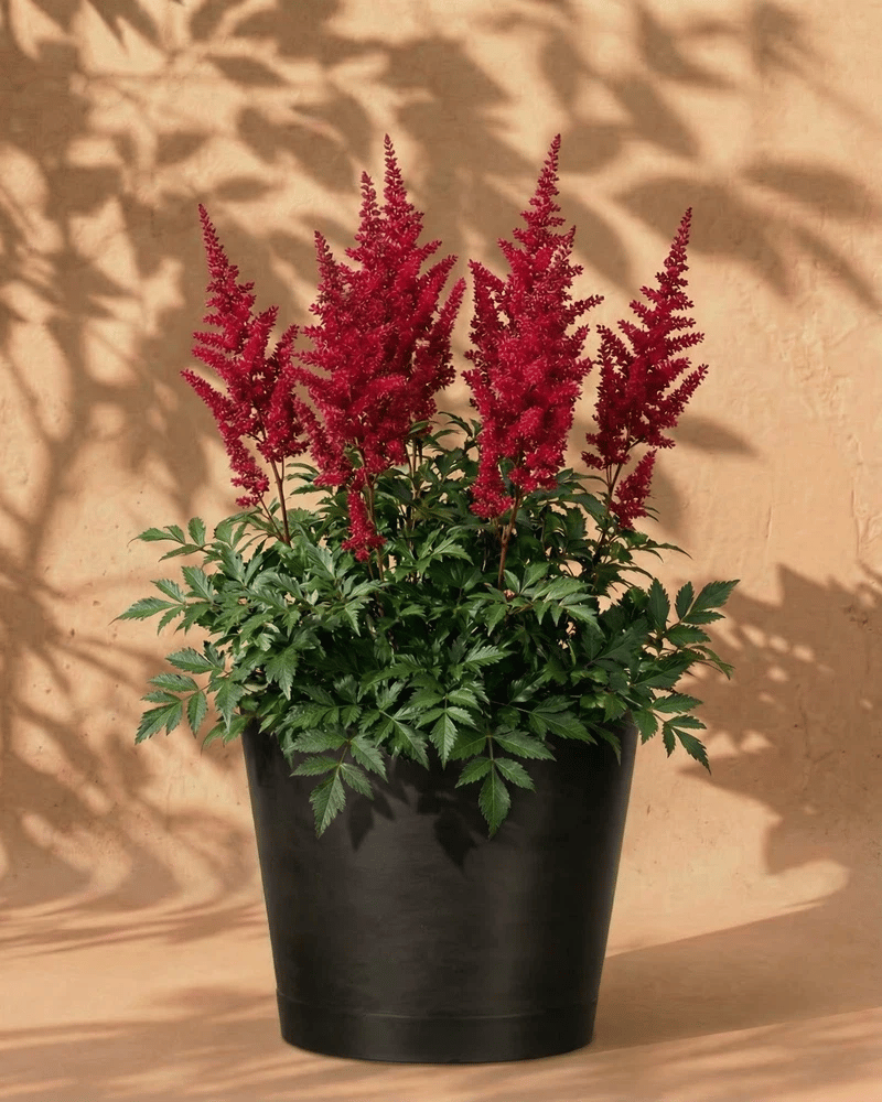 feey-amsterdam-astilbe-pink-3-stk-zum-eingraben-winterhart image 6