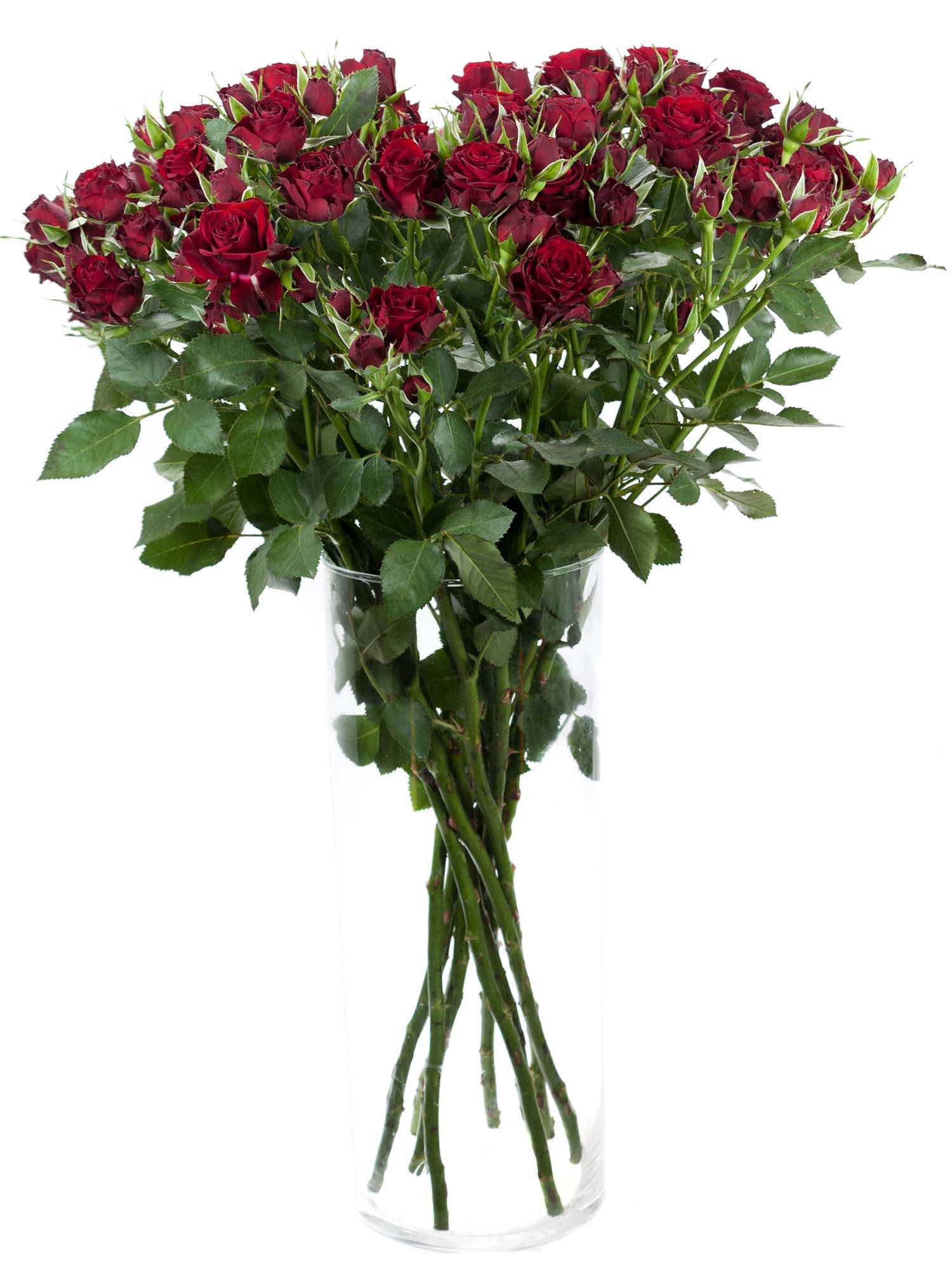 blumigo-rosen-dynasty-sensation-dunkel-rot-verzweigt image 2