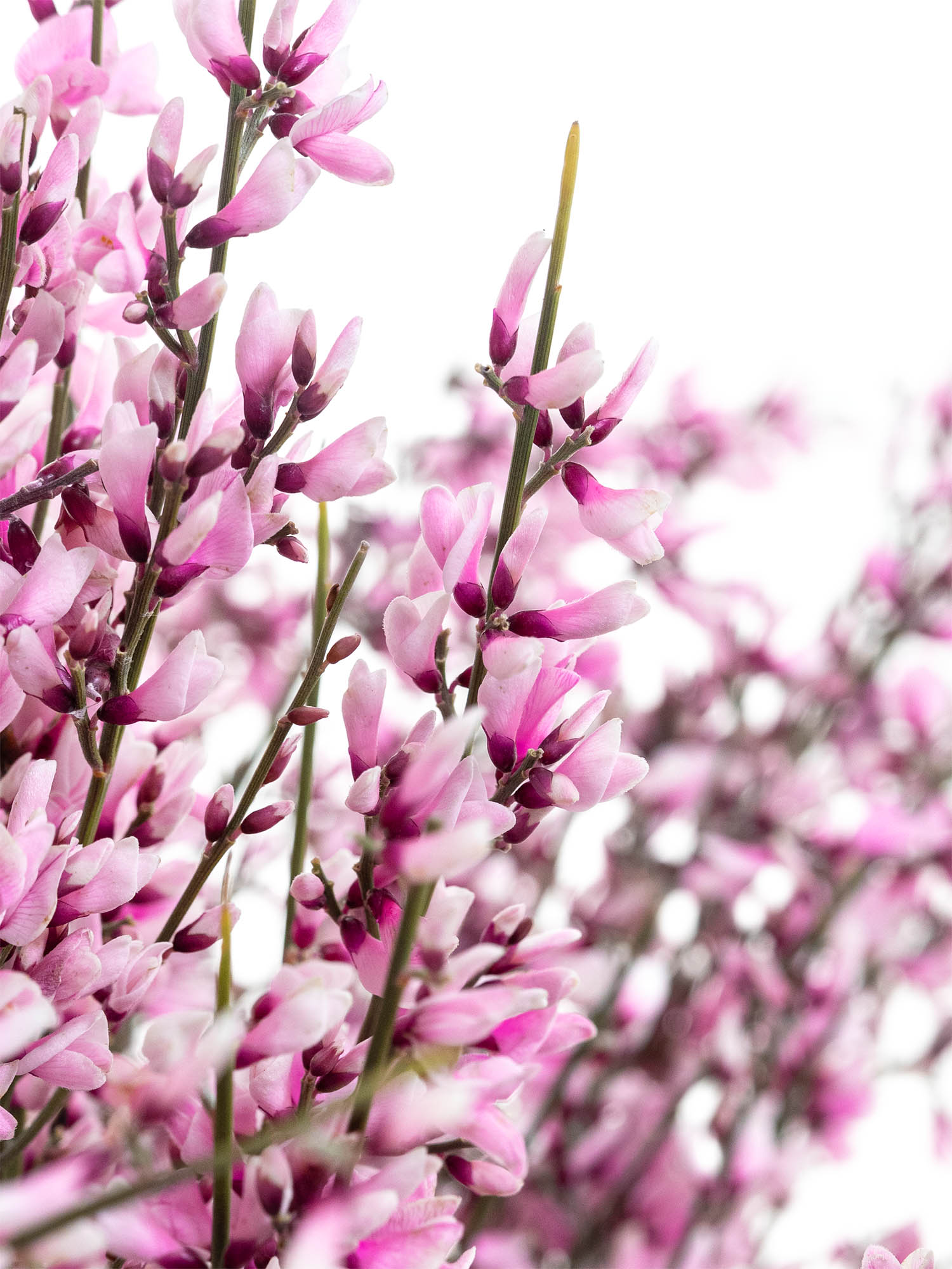blumigo-zweige-ginster-pink-schnittzweig-rosa-einzeln image 1