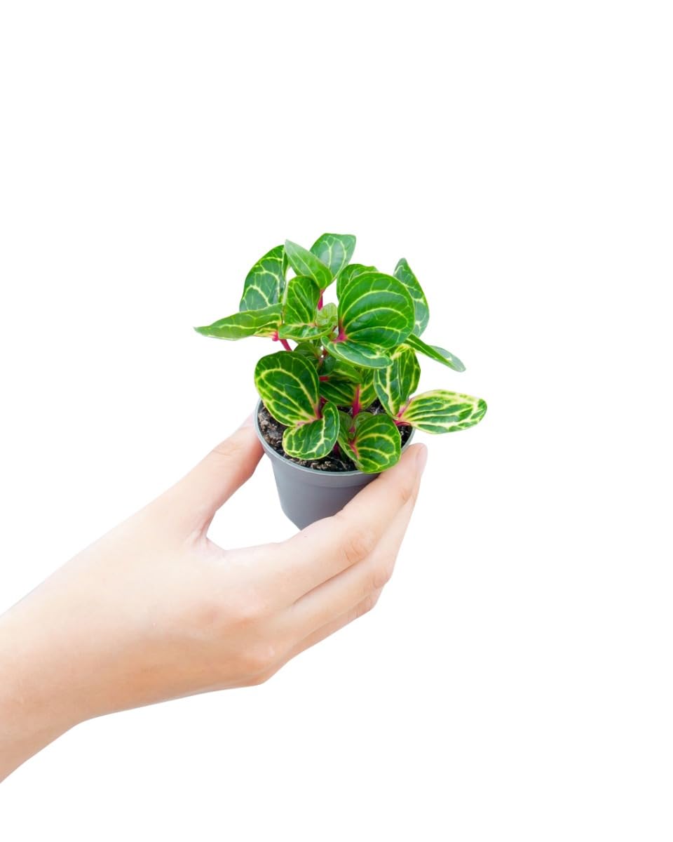 plnts-babyplnts-baby-herbstii-iresine-zimmerpflanze-6-cm image 7
