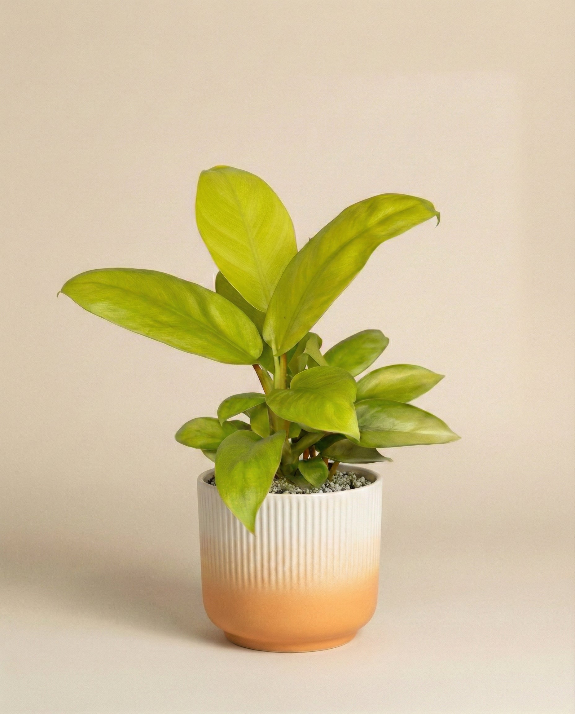 feey-philodendron-ceylon-gold-h-ngepflanze-ohne-bertopf image 5