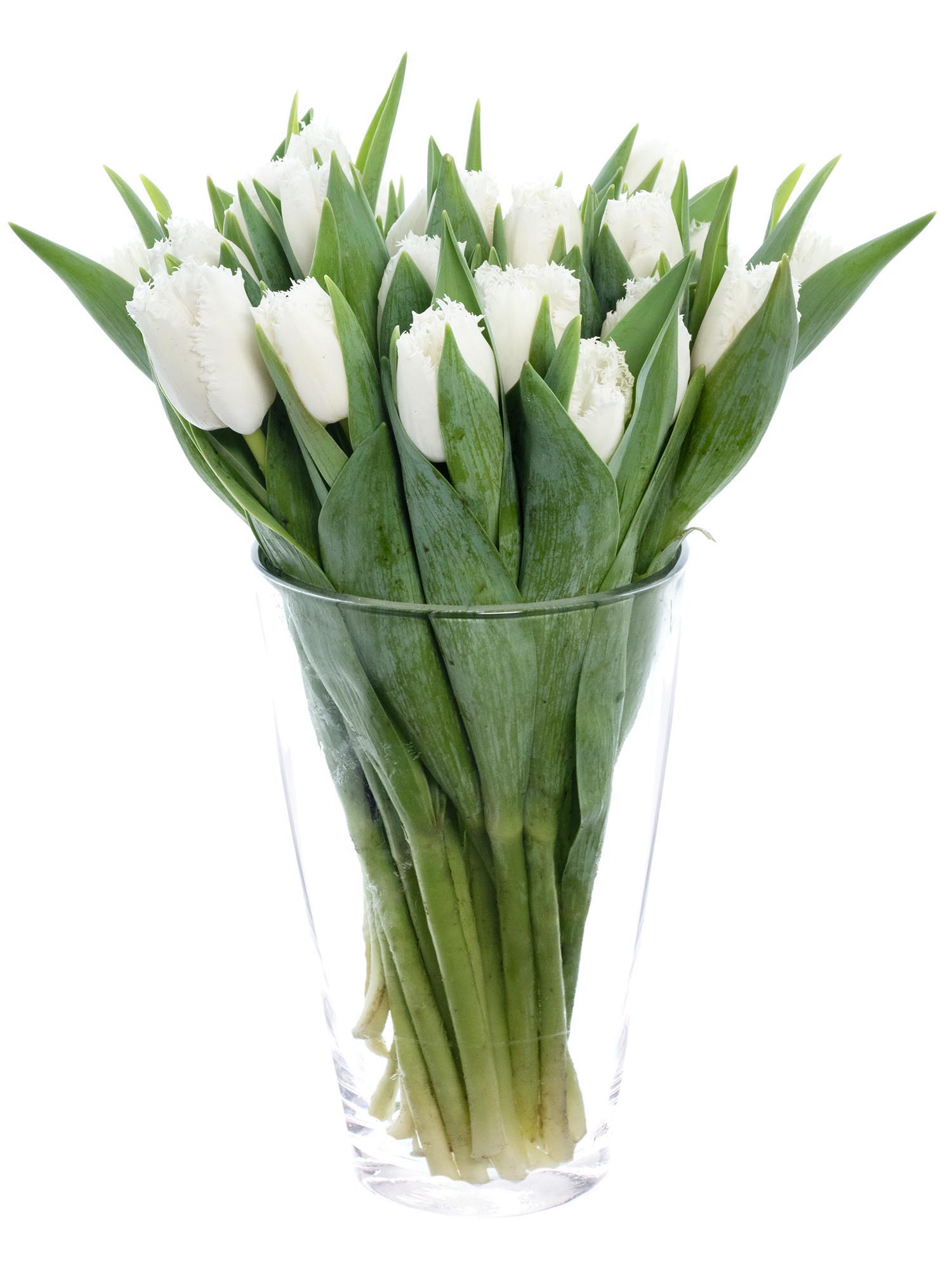 blumigo-tulpen-honeymoon-gefranst-schnittulpe-wei-einzelstiel image 2