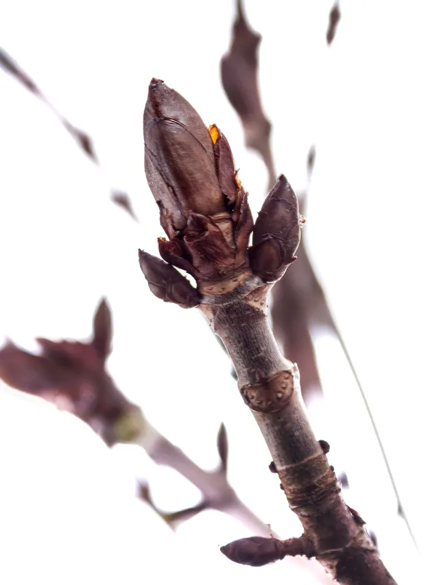 blumigo-kastanienzweige-zweige-natur-f-r-vase-deko image 1