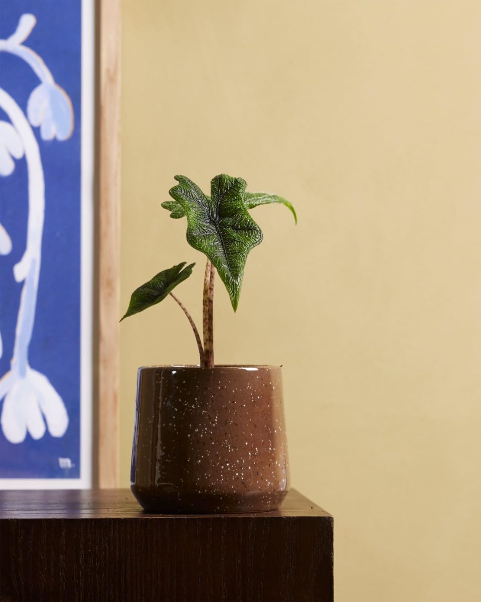 plnts-babyplnts-alocasia-jacklyn-zimmerpflanze-10cm image 2