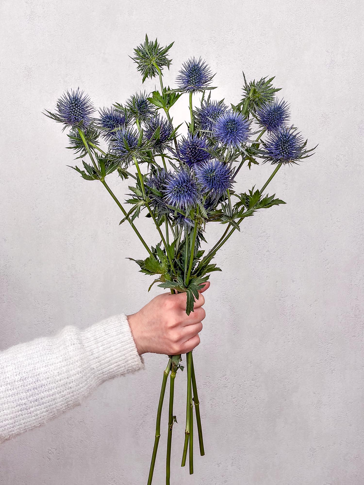 blumigo-disteln-magnetar-qstar-schnittblume-blau image 2