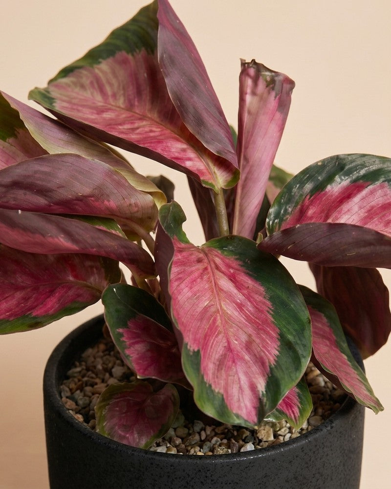feey-variado-calathea-rosy-korbmarante-ohne-bertopf image 4