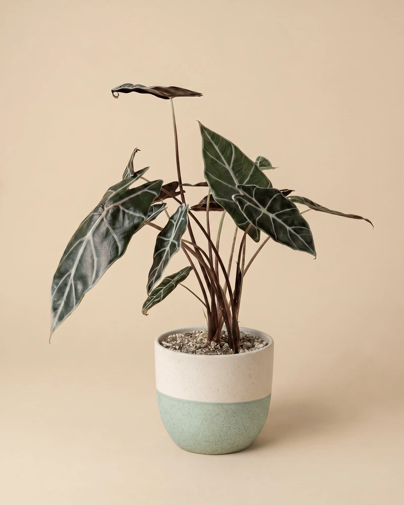 feey-variado-alocasia-red-vein-zimmerpflanze-ohne-bertopf image 5
