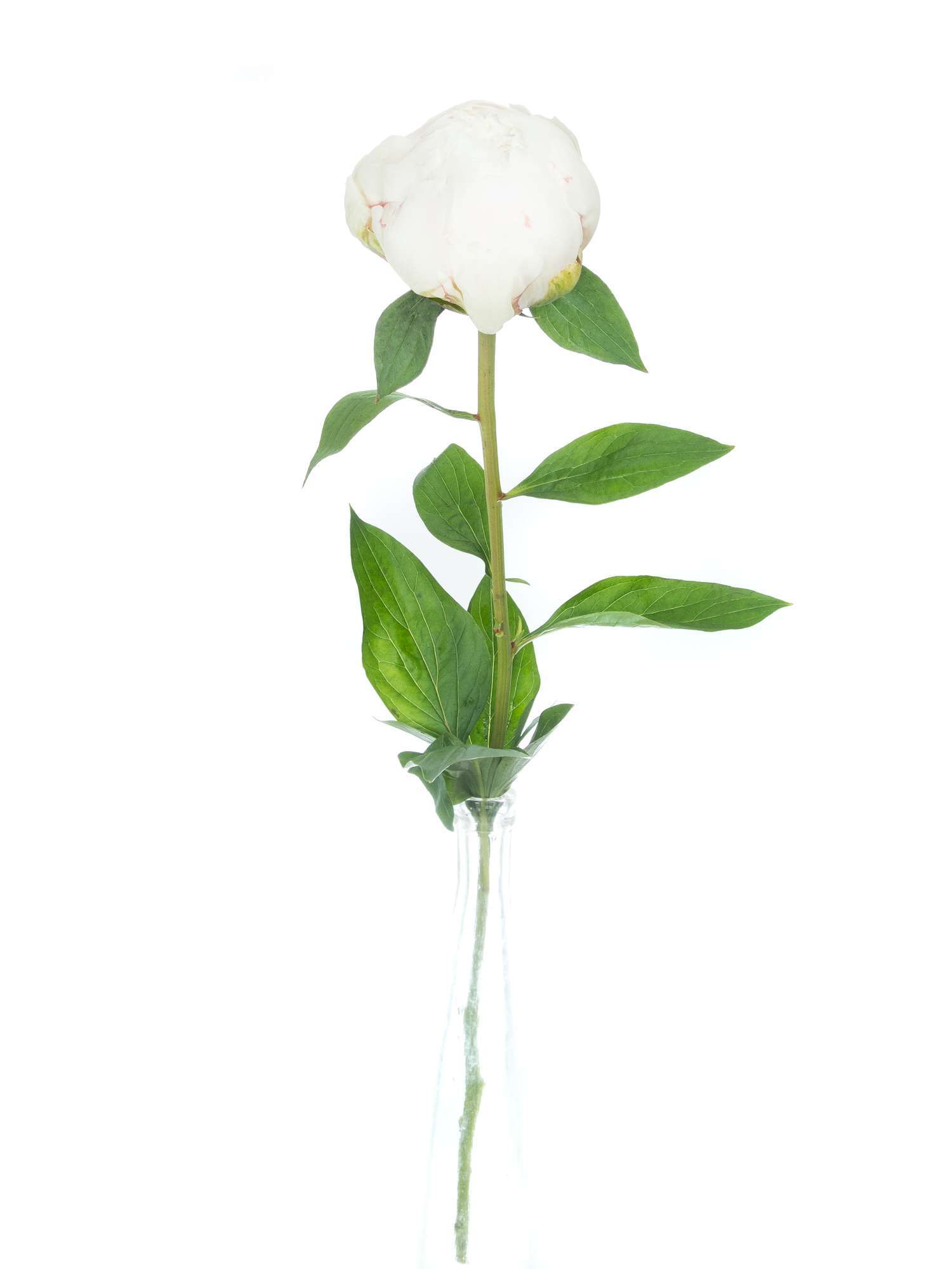 blumigo-pfingstrosen-bowl-of-cream-schnittblumen-creme-wei image 7