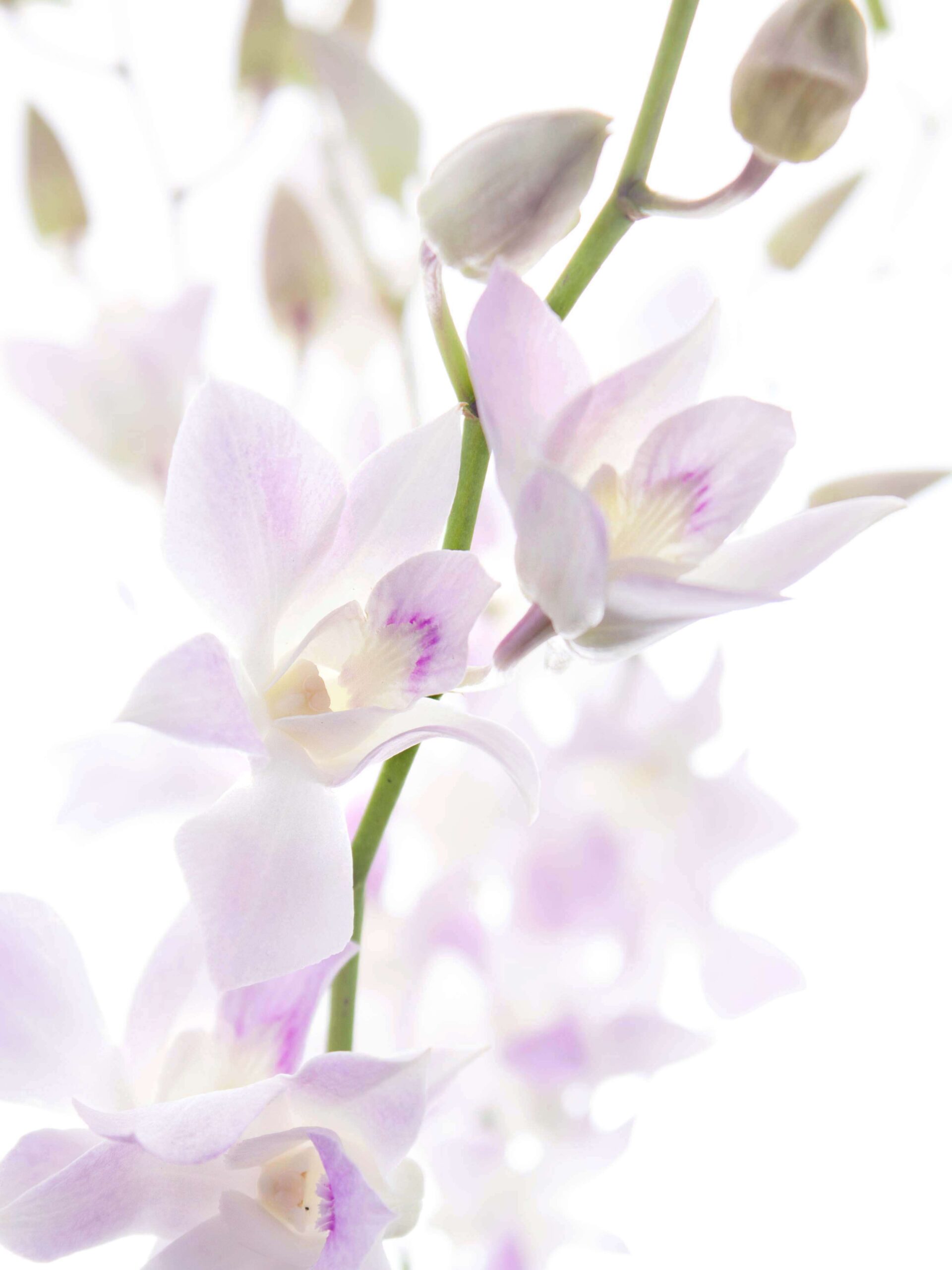 blumigo-bindegr-n-dendrobium-orchidee-wei-rosa-stiel image 1