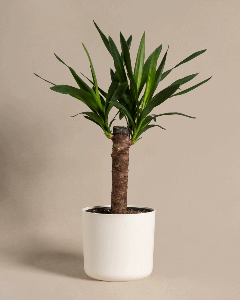feey-variado-kleine-yucca-zimmerpflanze-ohne-bertopf image 8