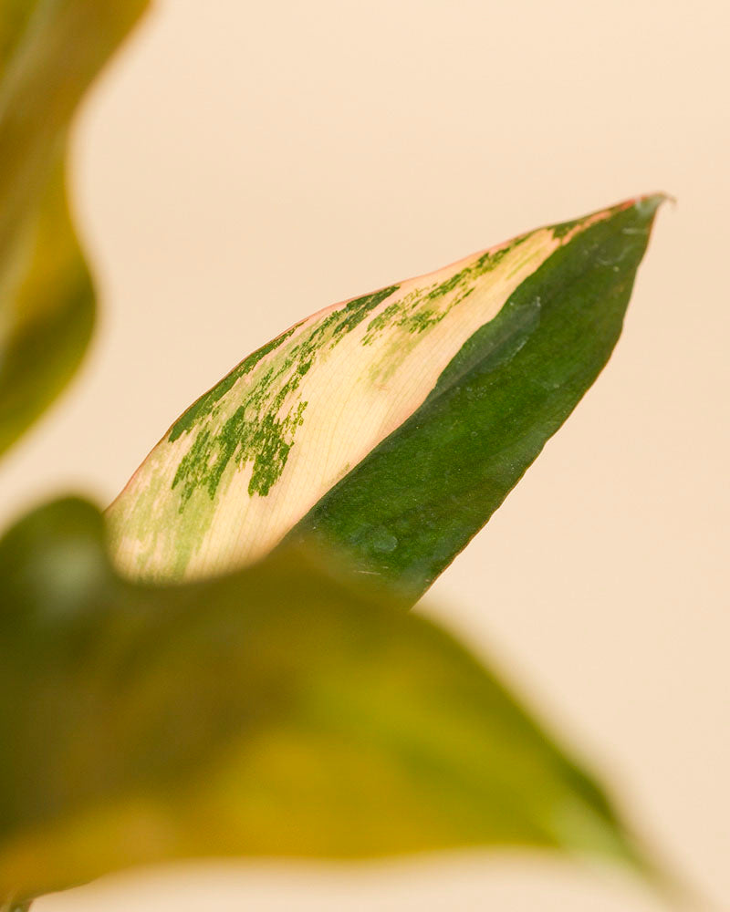 feey-variado-philodendron-caramel-marble-pflanze-ohne-topf image 2