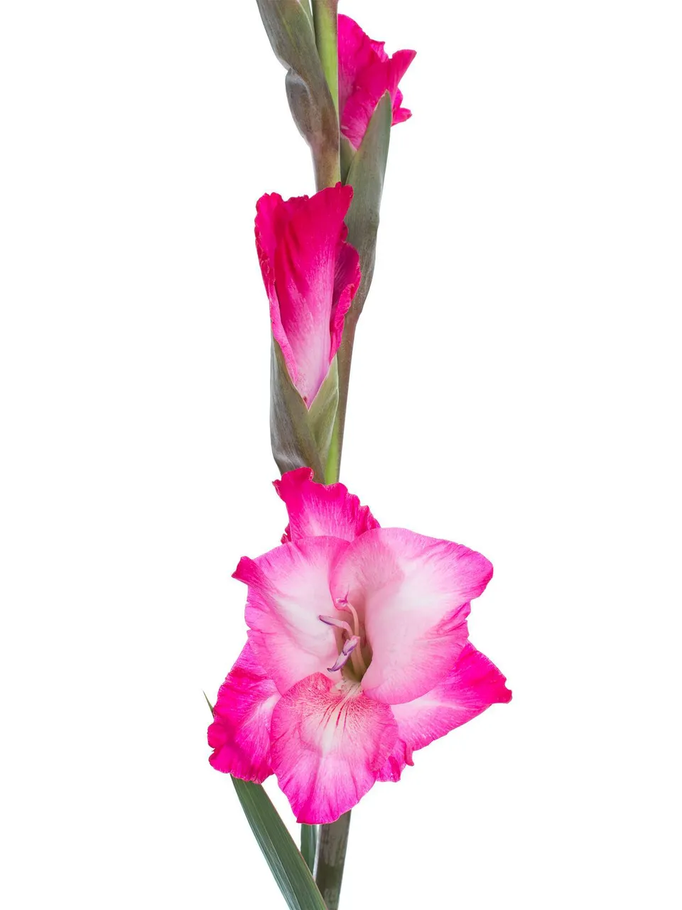 blumigo-gladiolen-t512-schnittblumen-pink image 1