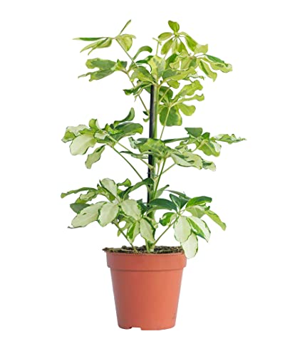 plnts-rareplnts-schefflera-charlotte-13-cm-topf-40-cm image 7