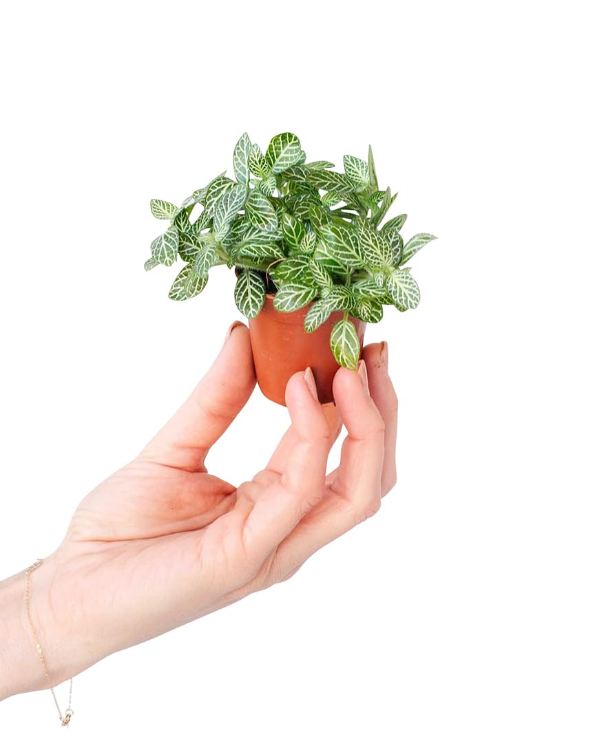 plnts-babyplnts-fittonia-verschaffeltii-10cm-silbernetz image 7