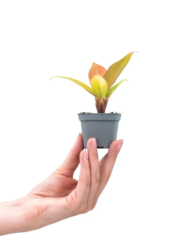 plnts-babyplnts-philodendron-prince-of-orange-zimmerpflanze image 1