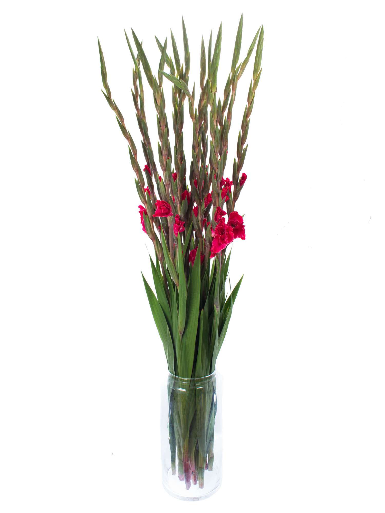 blumigo-gladiolen-t512-schnittblumen-pink image 2