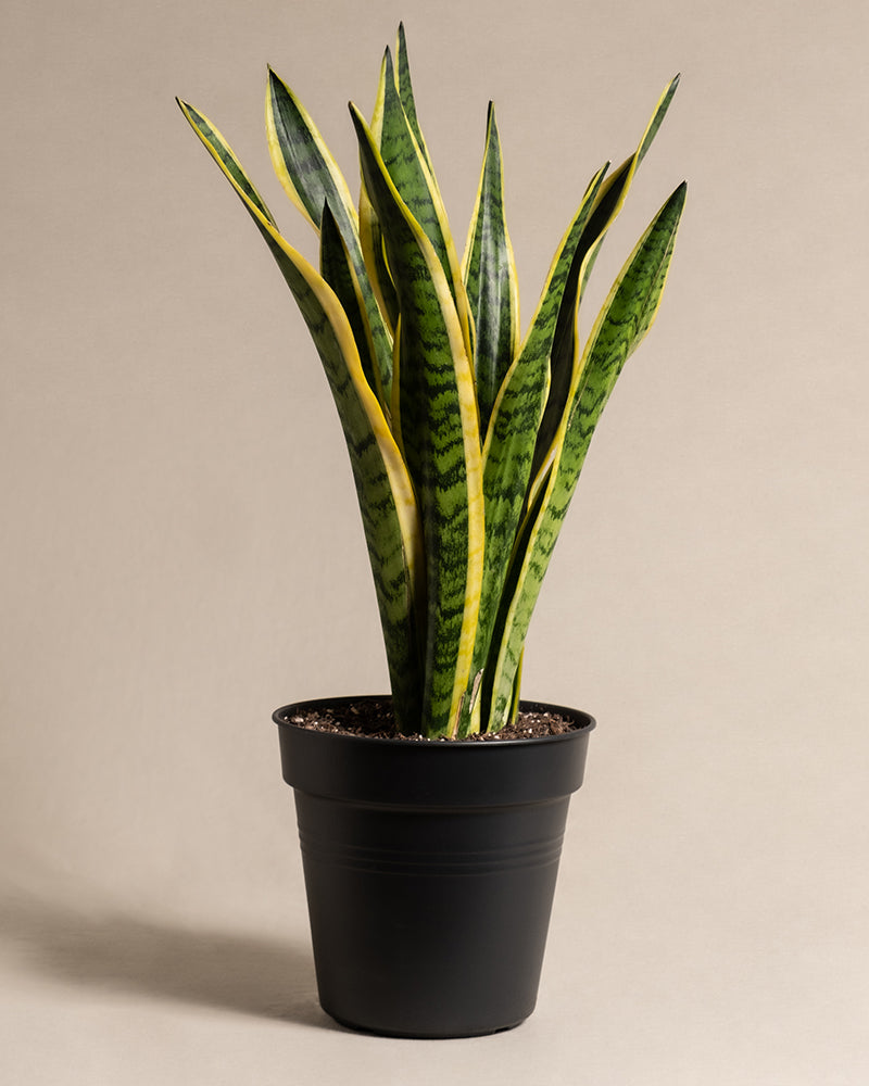feey-variado-schwiegermutterzunge-xl-sansevieria-60-70cm image 3