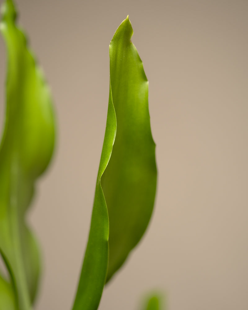feey-drachenbaum-dracaena-fragrans-zimmerpflanze-klein-ohne-topf image 6