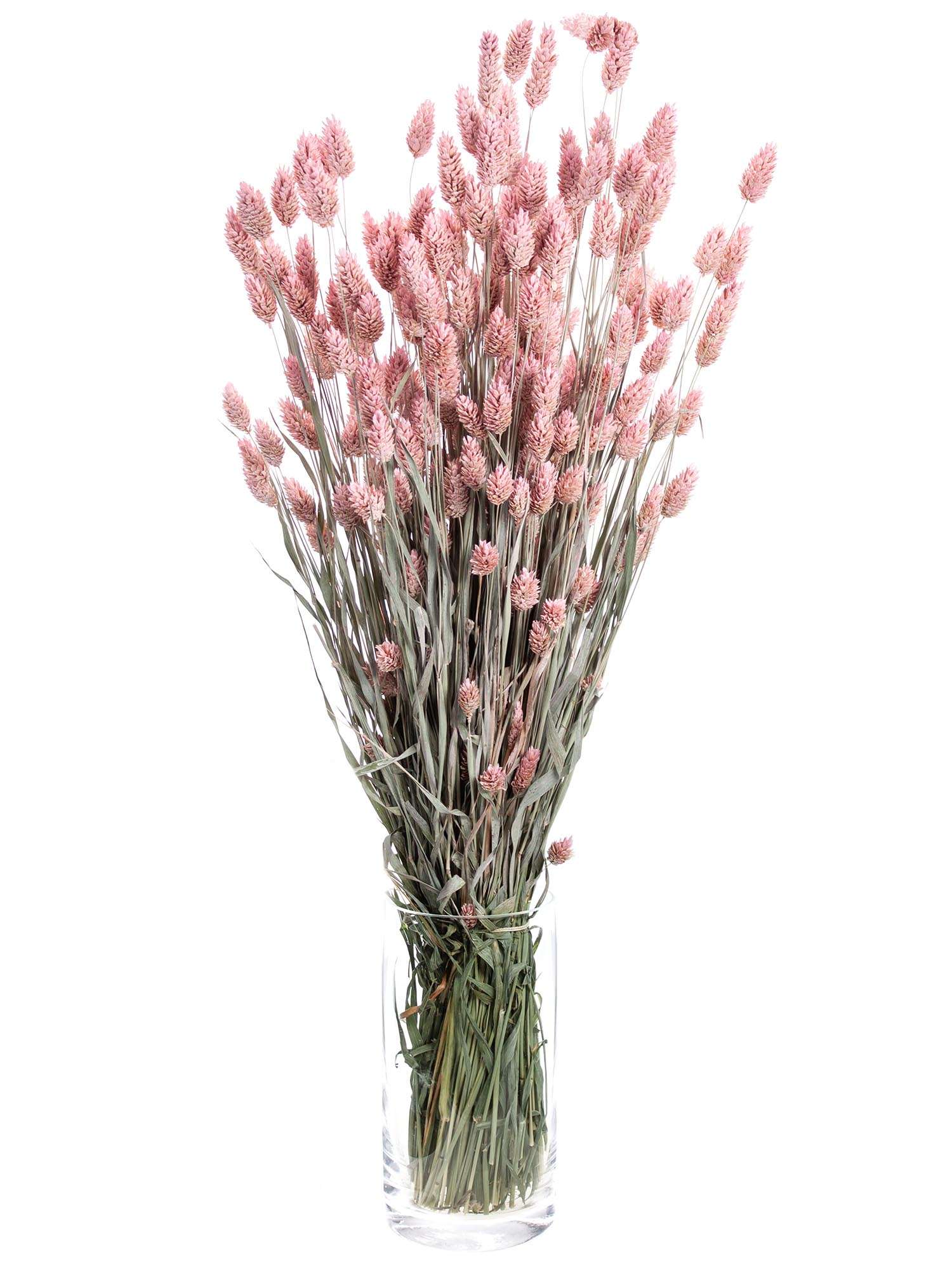 blumigo-phalaris-glanzgr-ser-trockenblumen-rosa-gefrostet image 2