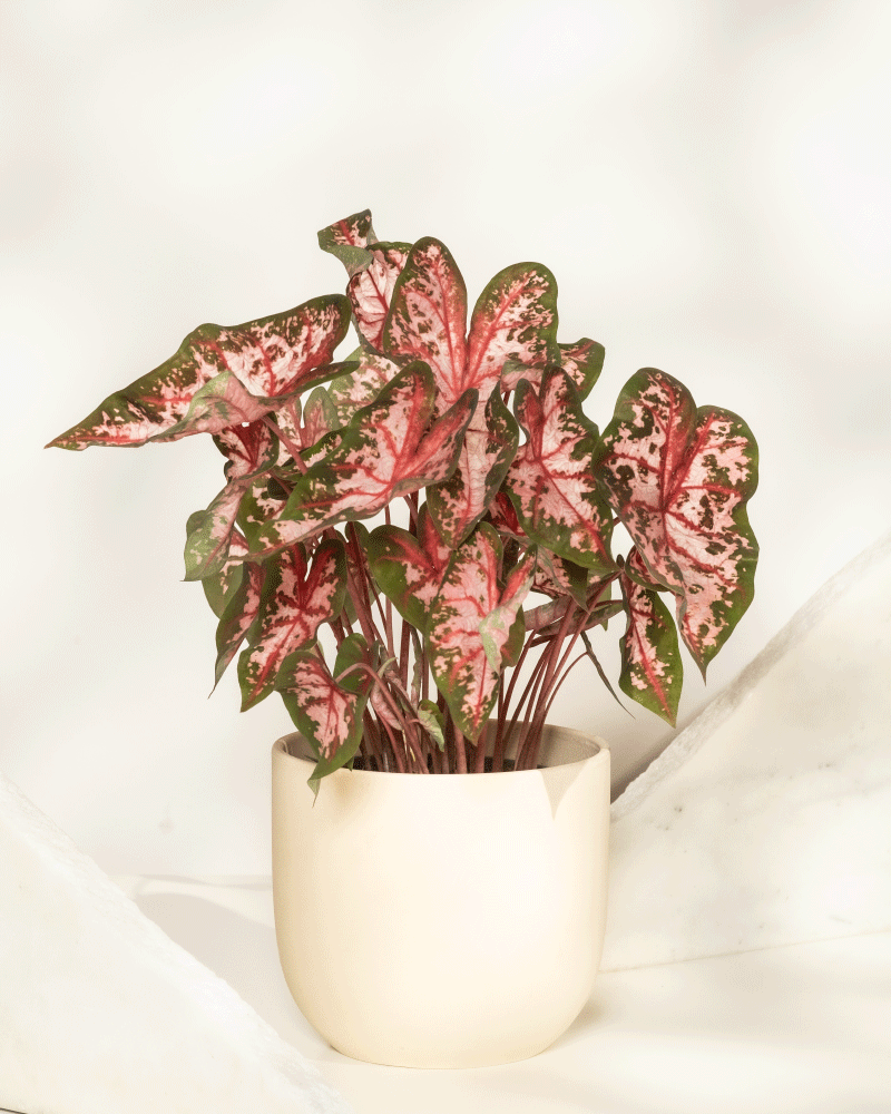feey-variado-caladium-roze-buntblatt-rosa-zimmerpflanze image 8