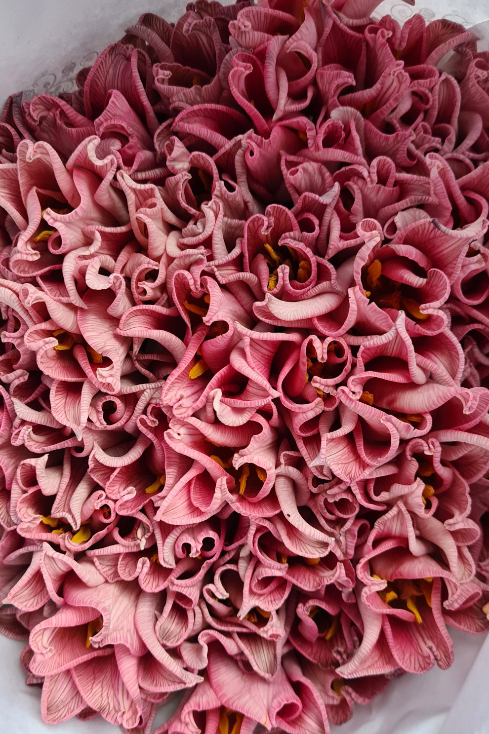 blumigo-tulpen-moulin-rouge-schnittblumen-painted-pink image 1