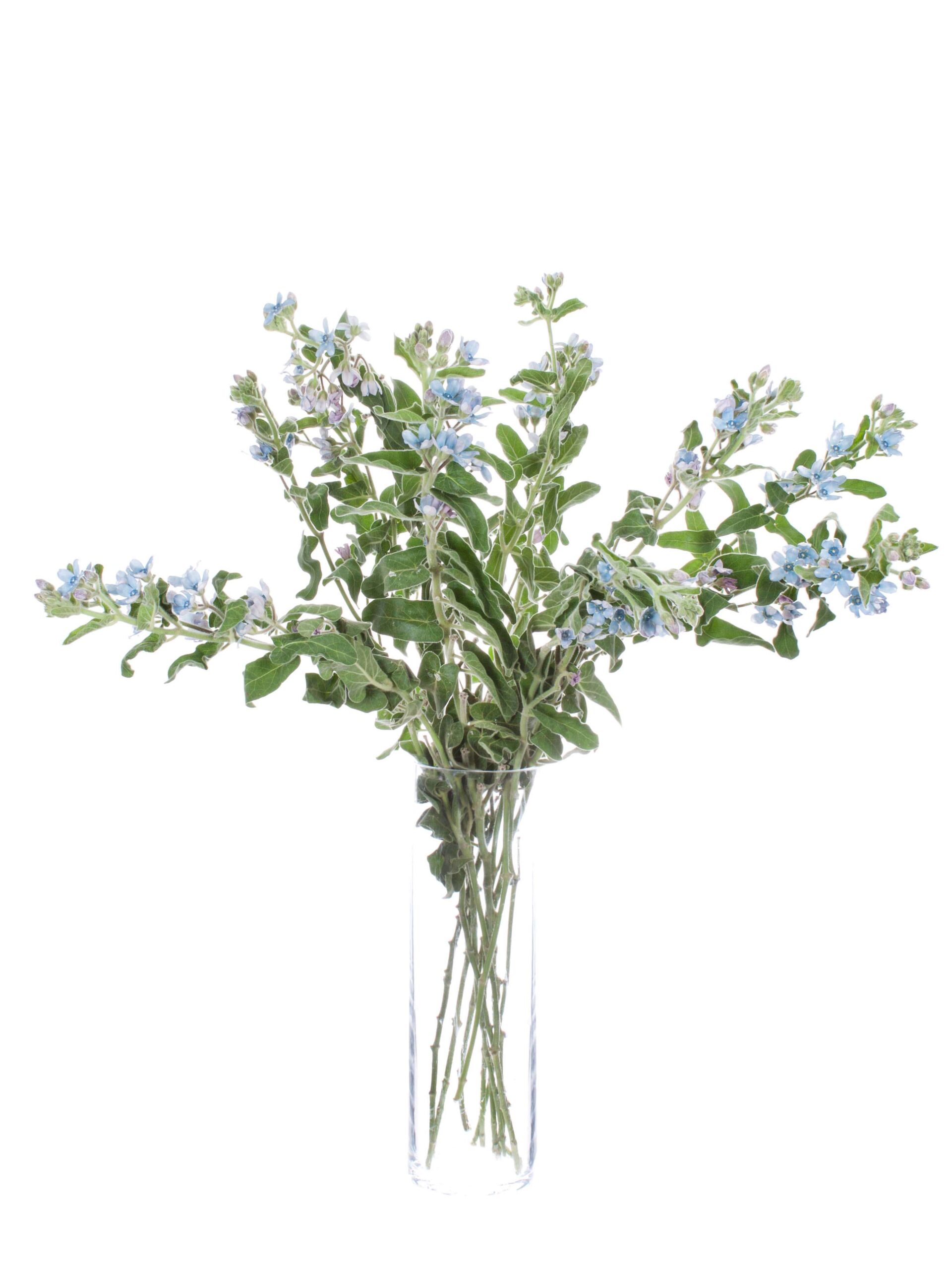 blumigo-asclepias-oxypetalum-seidenpflanze-schnittblume-blau image 4