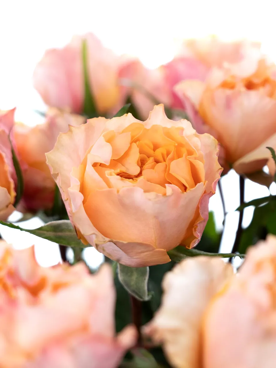 blumigo-rosen-campanella-peach-schnittrosen-apricot image 1