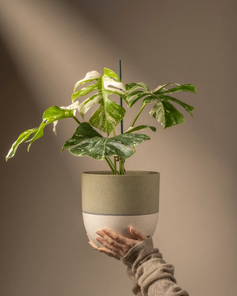 feey-variado-monstera-deliciosa-variegata-zimmerpflanze-panaschiert image 1