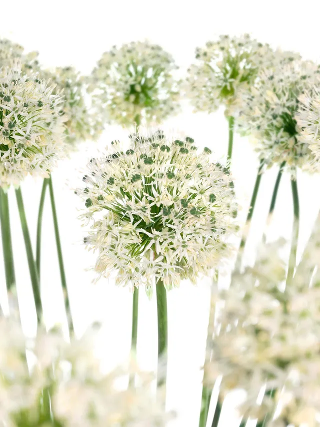 blumigo-allium-mount-everest-wei-blumenzwiebel image 1