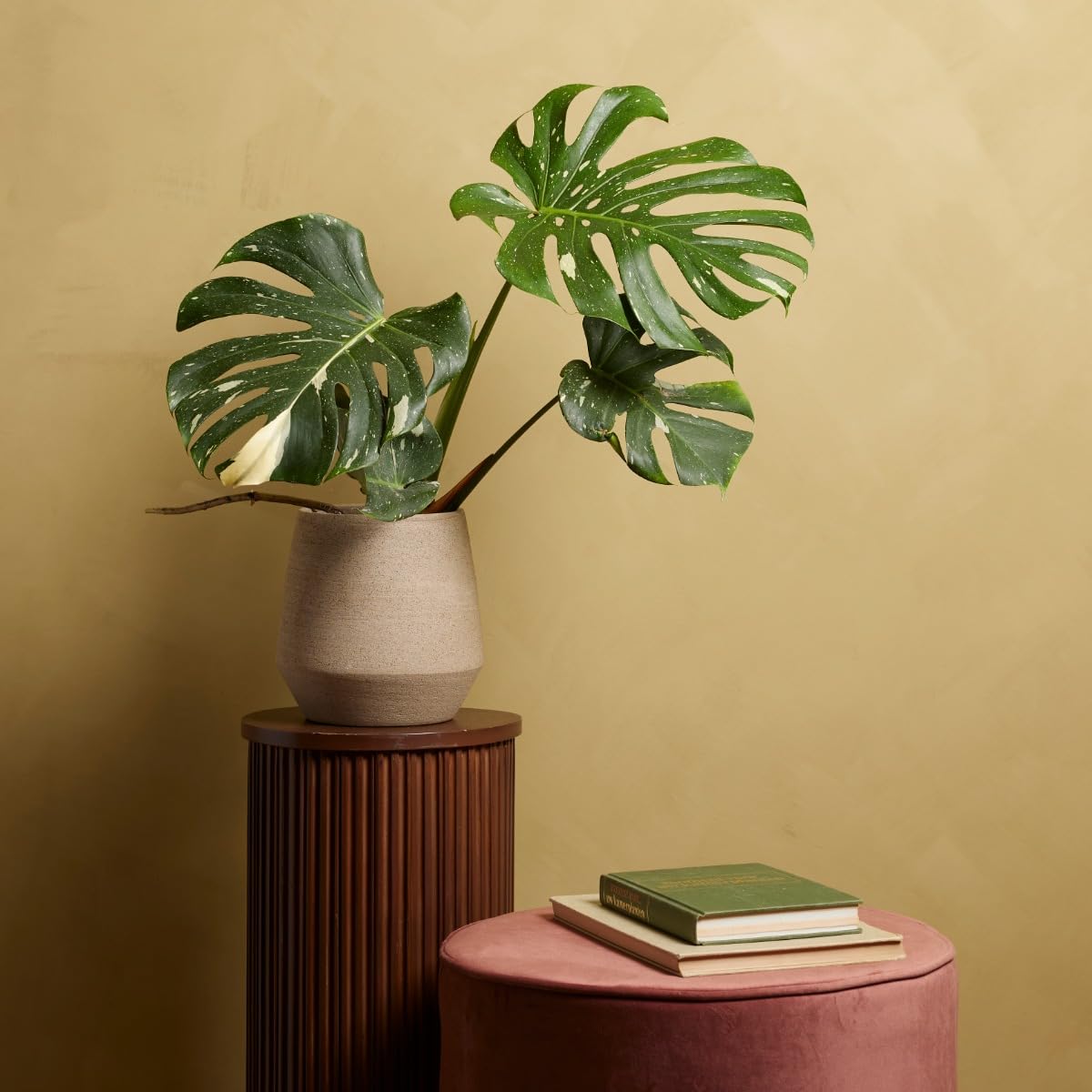 plnts-rareplnts-monstera-thai-constellation-60cm-15cm-topf image 7