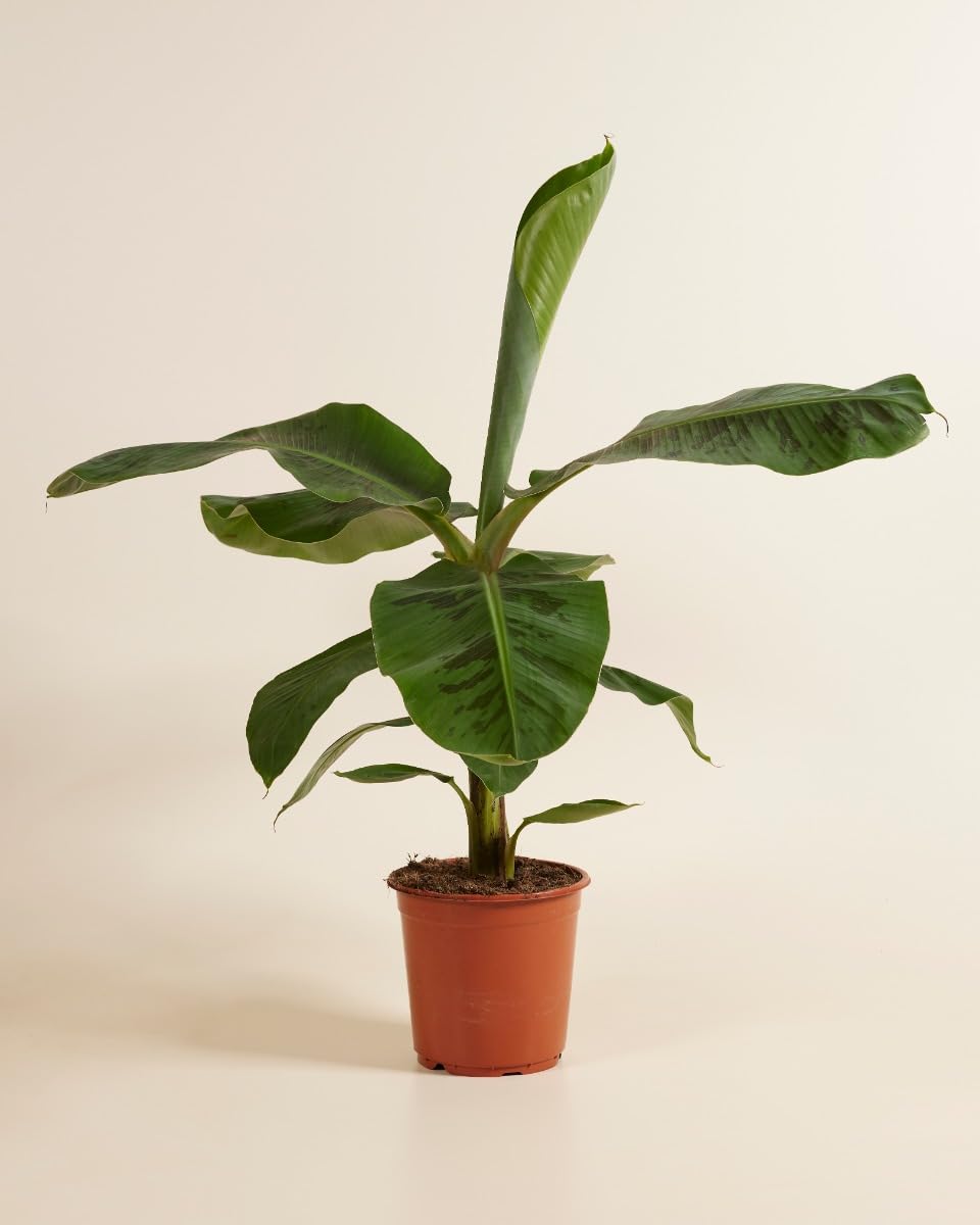 plnts-rareplnts-musa-dwarf-cavendish-bananenpflanze-90cm image 2