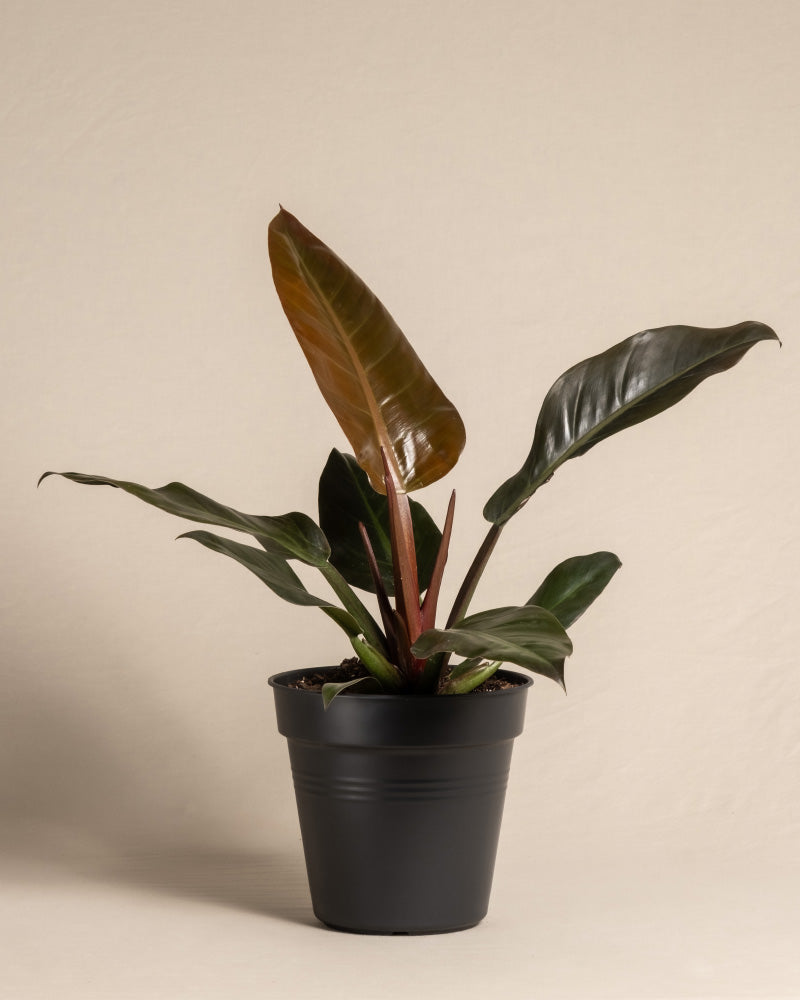 feey-variado-philodendron-imperial-red-zimmerpflanze image 3