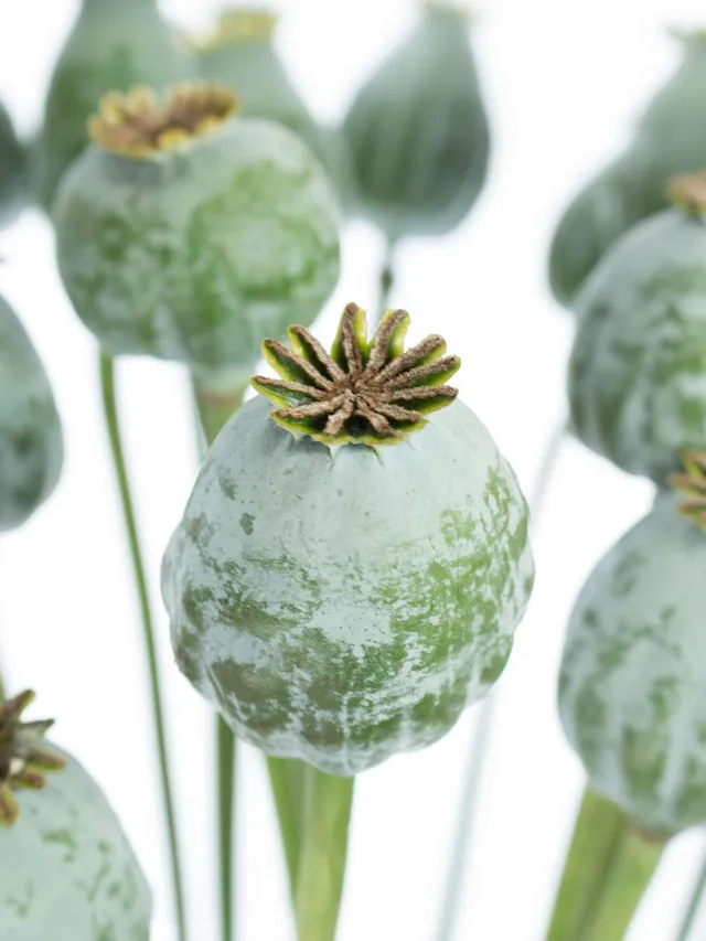 blumigo-trockenblumen-mohnkapseln-natur-getrocknet-deko image 1