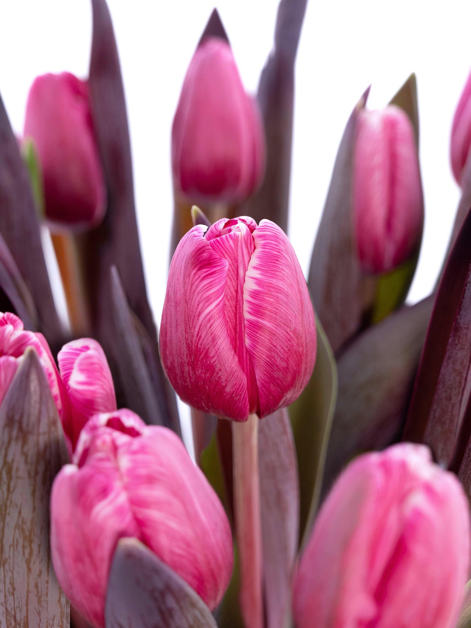 blumigo-flirty-pink-tulpen-pink-painted image 2