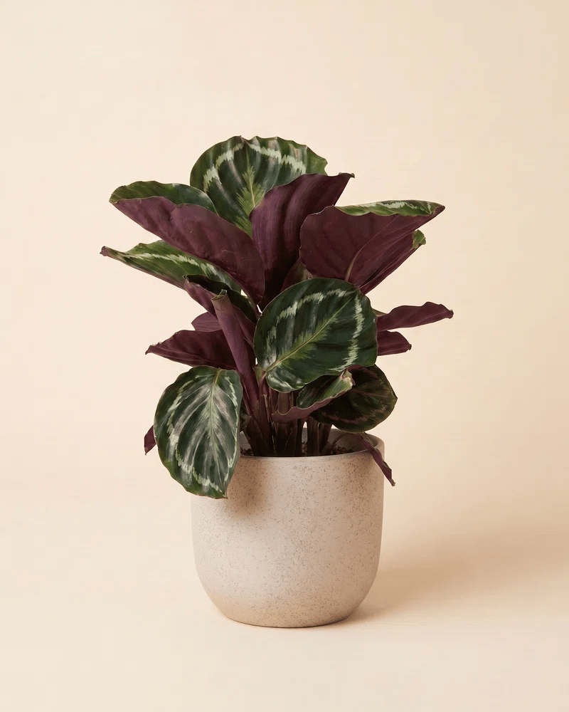 feey-calathea-roseopicta-zimmerpflanze-ohne-bertopf-tierfreundlich image 6
