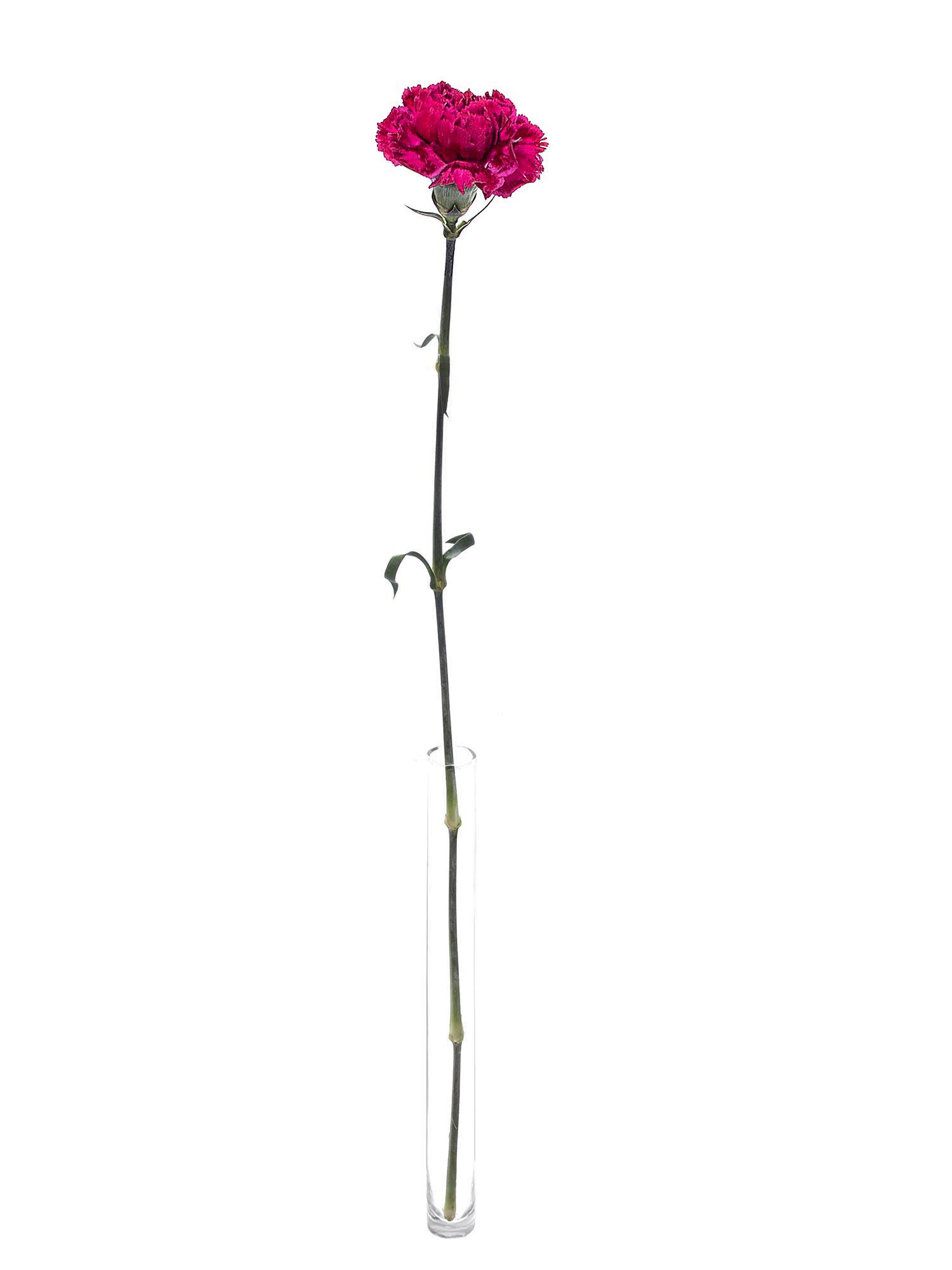 blumigo-nelken-nobbio-party-dunkelrot-pink-edelnelke image 3