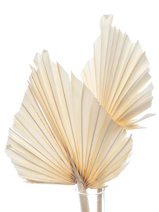 blumigo-trockenblumen-palm-spear-trockenblume-creme-gebleicht image 1