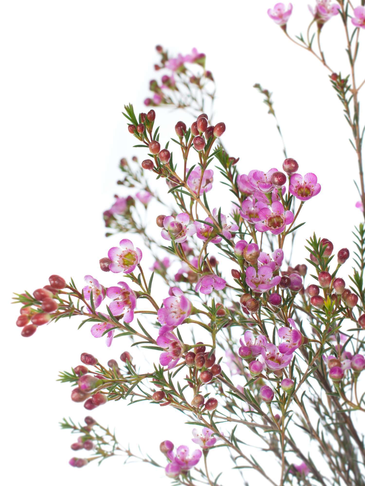 blumigo-blattwerk-wachsblume-adi-schnittblume-pink image 4