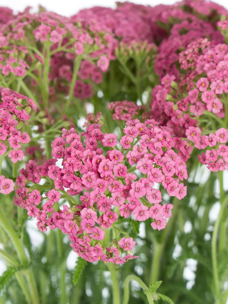 blumigo-achillea-schafgarbe-schnittblume-pink-st-ck image 1