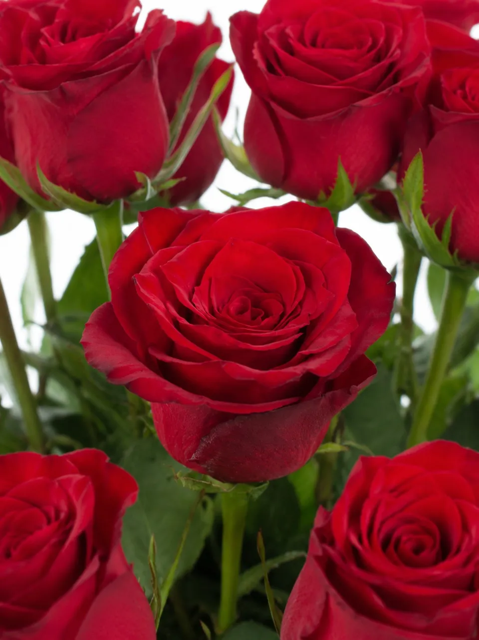 blumigo-rosen-upper-class-schnittrose-rot-st-ck image 1