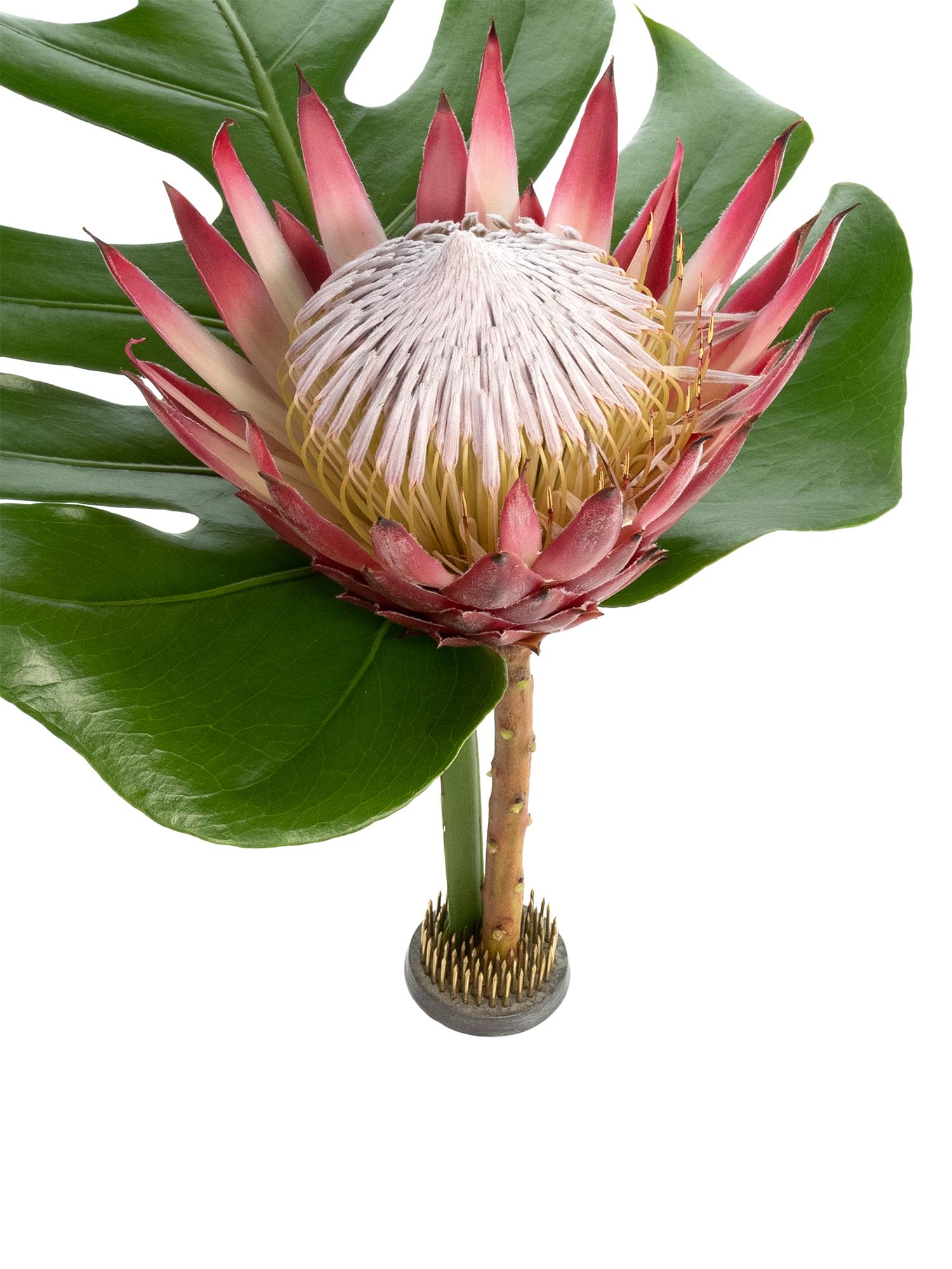 blumigo-steckigel-flower-frog-steckhilfe-metall image 4