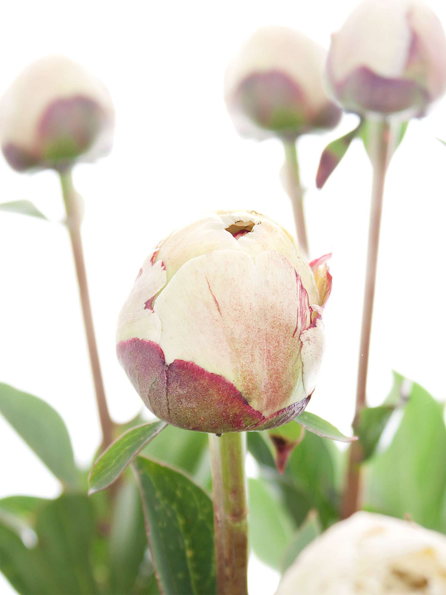 blumigo-pfingstrosen-odile-schnittblume-creme-stiel image 3