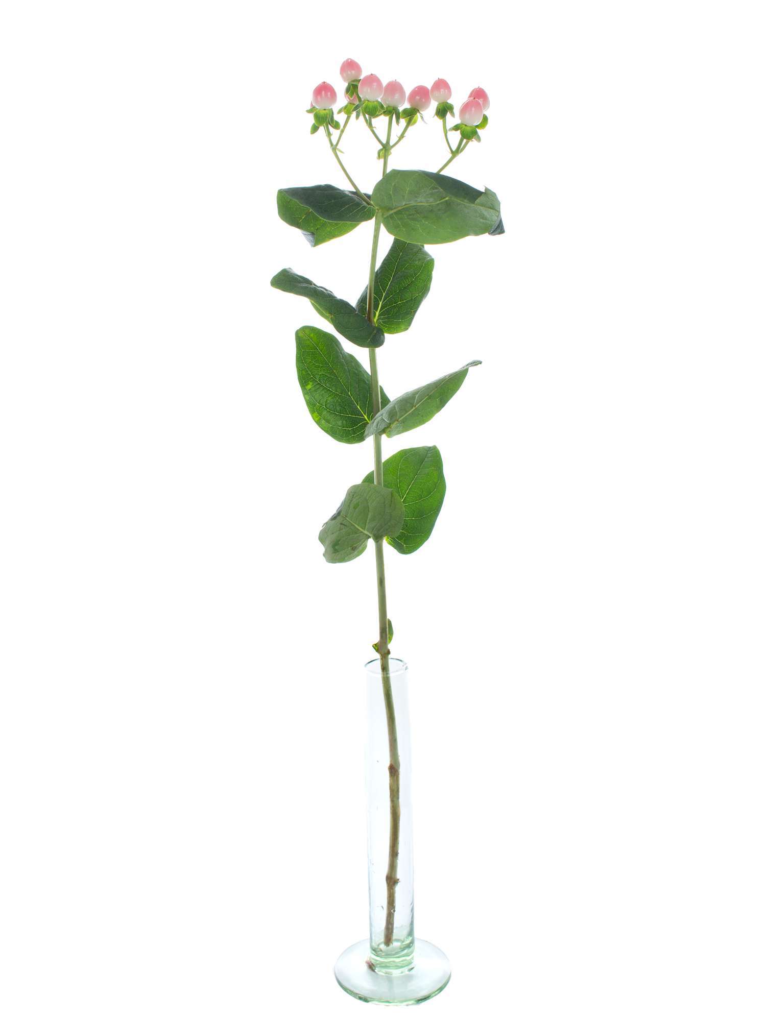 blumigo-hypericum-coco-casino-rosa-zweige-mit-beeren-als-gr-n-f-r-str-u-e image 3