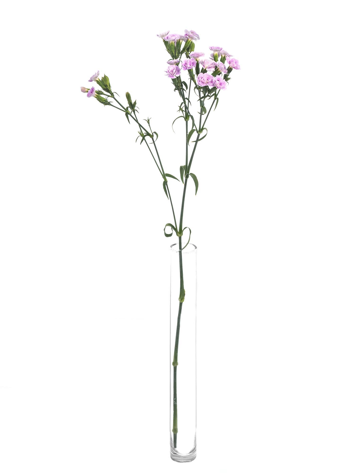 blumigo-nelken-odile-verzweigt-rosa-stiel image 3