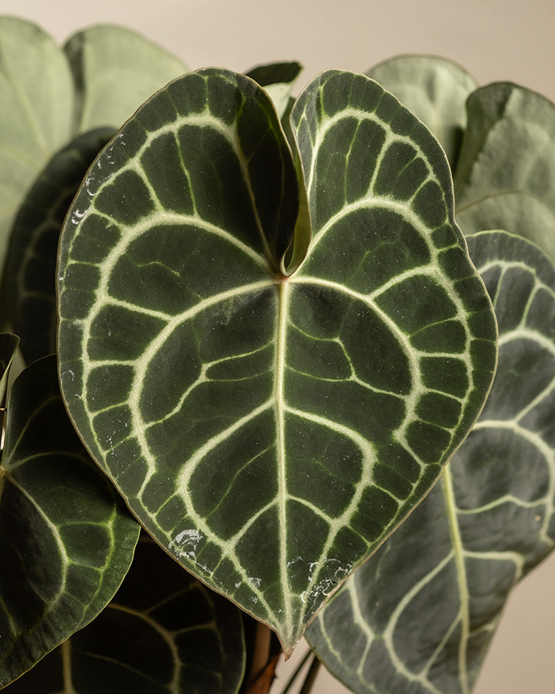 feey-variado-anthurium-clarinervium-zimmerpflanze-ohne-topf image 2