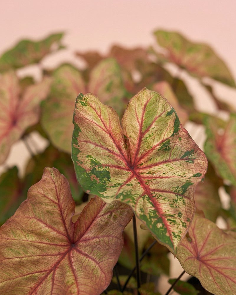 feey-variado-caladium-autumn-beauty-zimmerpflanze-ohne-bertopf image 2